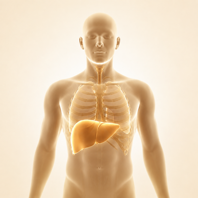 Fatty Liver & Glutathione Support